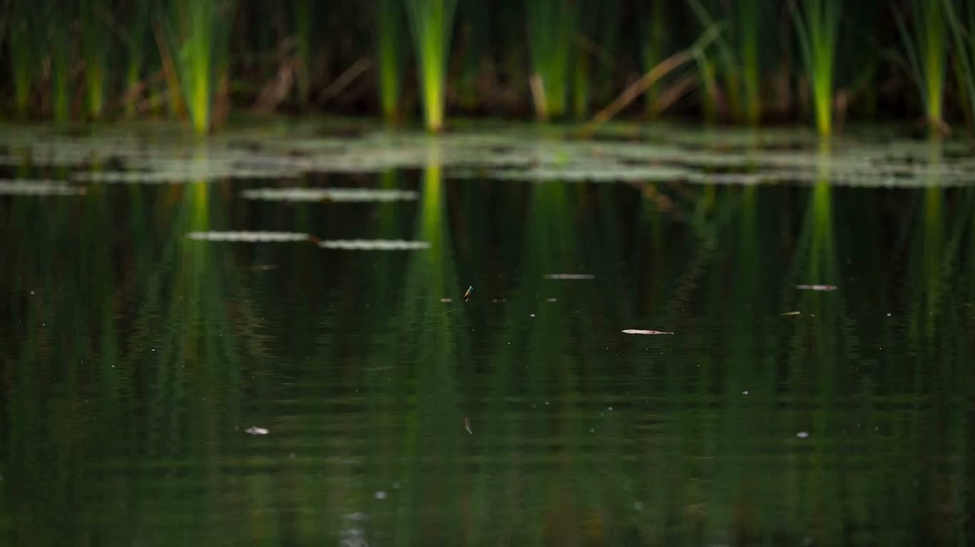 池の跳ね魚と蜻蛉