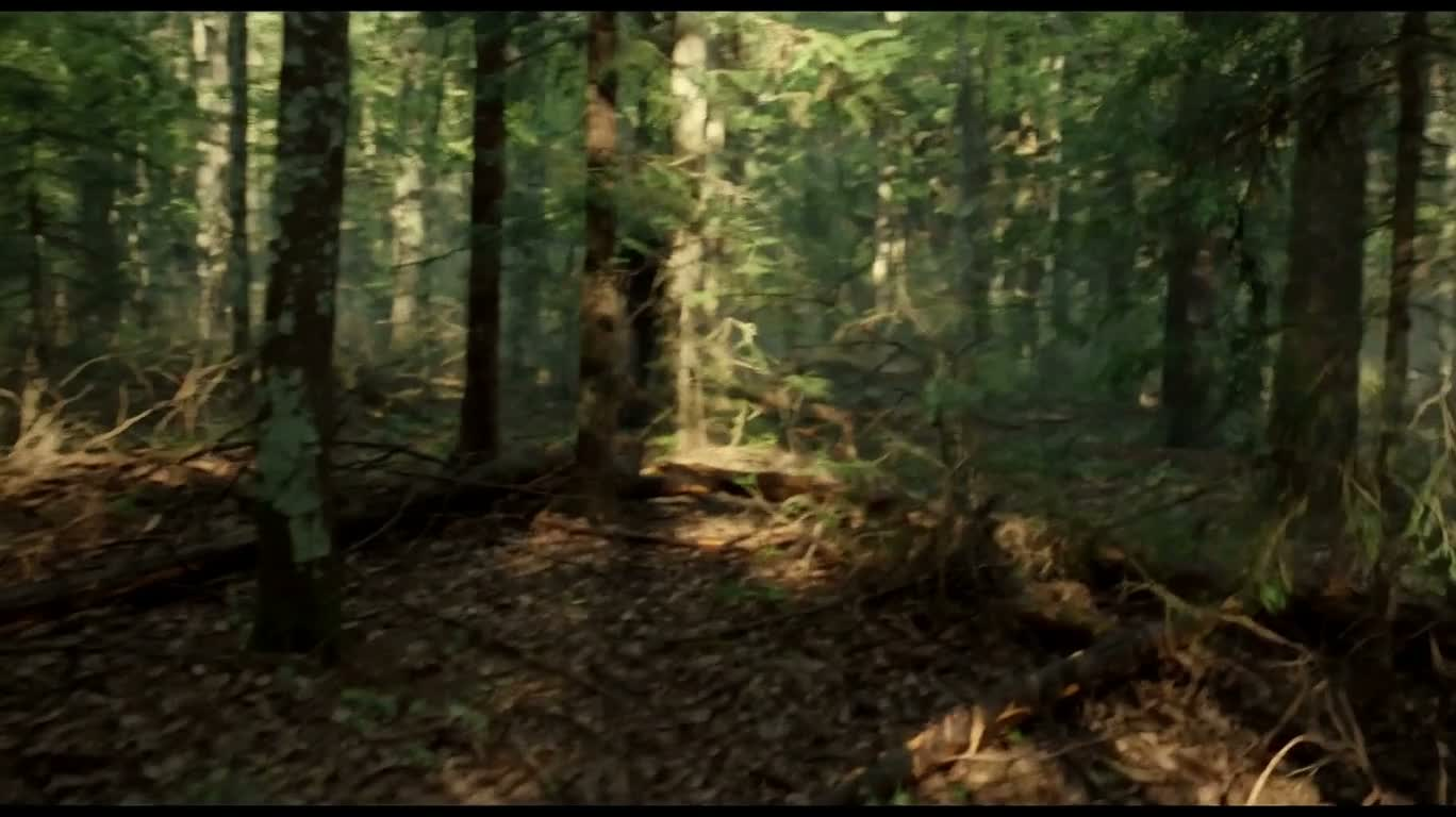 Observation du Bigfoot dans la forêt
