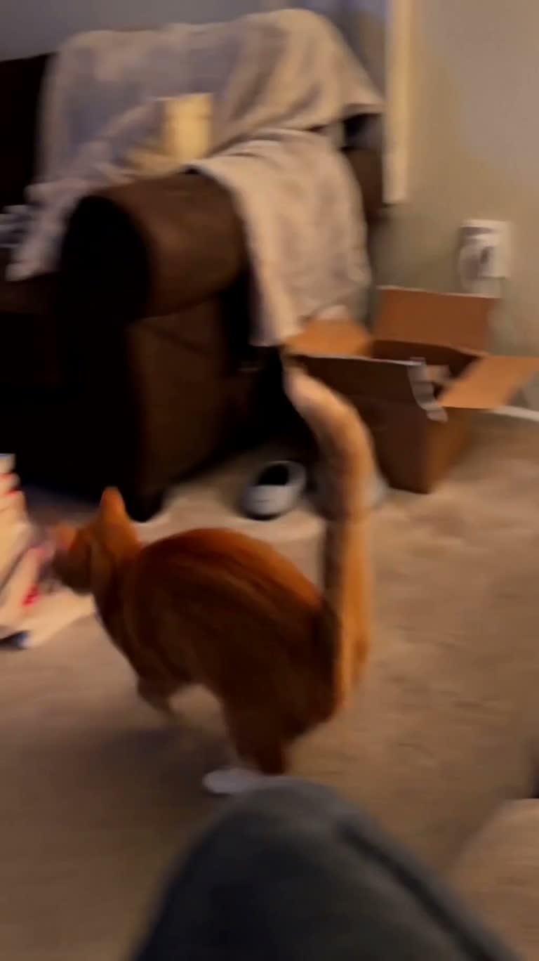 Un chat roux poursuit un point rouge et met le salon sens dessus dessous — AI video creation